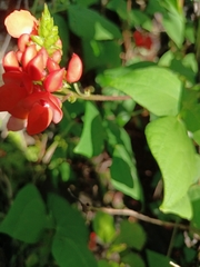 Phaseolus coccineus