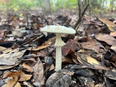 Validae