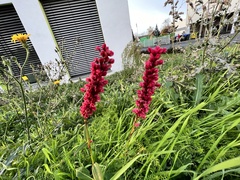 Bistorta amplexicaulis