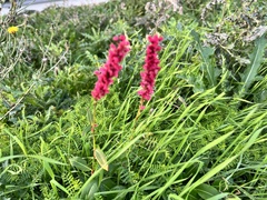 Bistorta amplexicaulis