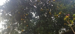 Citrus × aurantium