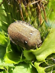 Eurygaster austriaca