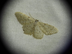 Idaea cervantaria