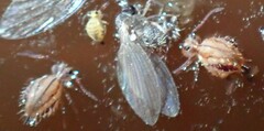 Dicyrtomidae