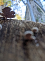 Schizophyllum commune