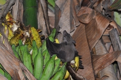 Rousettus leschenaultii