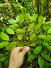 Calyptranthes sintenisii