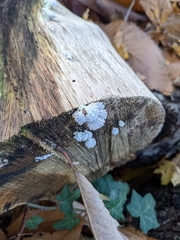 Schizophyllum commune
