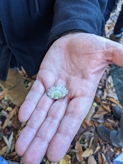 Schizophyllum commune
