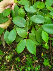 Calyptranthes sintenisii