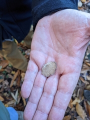 Schizophyllum commune