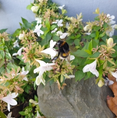 Bombus