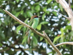 Merops viridis