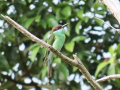 Merops viridis