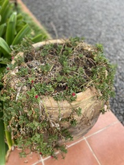 Mesembryanthemum cordifolium