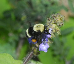 Bombus steindachneri