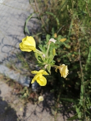 Oenothera
