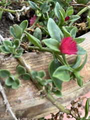 Mesembryanthemum cordifolium