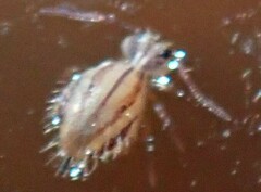 Dicyrtomidae