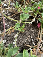 Mesembryanthemum cordifolium