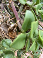 Mesembryanthemum cordifolium