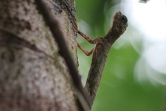 Draco
