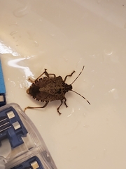 Halyomorpha halys