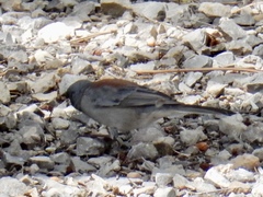 Junco hyemalis dorsalis