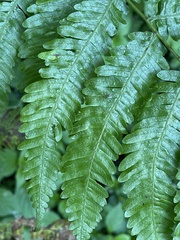 Pteris catoptera