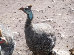 Numida meleagris reichenowi