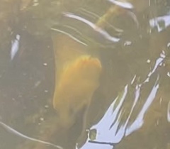 Gymnothorax funebris