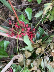 Jatropha integerrima