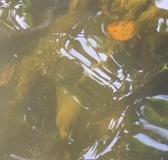 Gymnothorax funebris