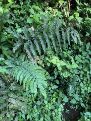 Pteris catoptera