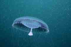 Aequorea forskalea