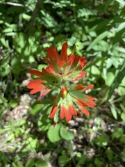 Castilleja coccinea