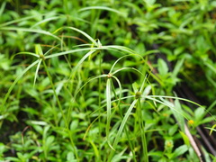 Cyperus aromaticus