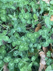 Trifolium