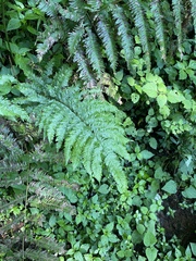 Pteris catoptera