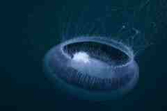 Aequorea forskalea