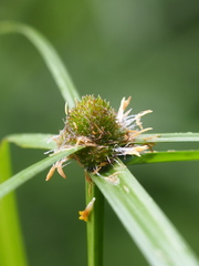 Cyperus aromaticus