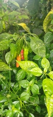 Capsicum