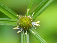 Cyperus aromaticus