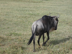 Connochaetes taurinus mearnsi