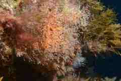 Eudendrium racemosum