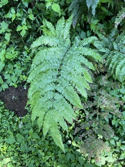 Pteris catoptera