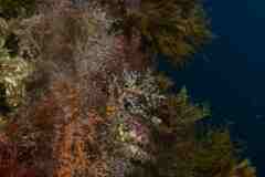 Eudendrium racemosum