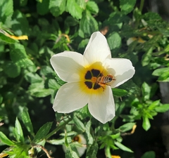 Turnera subulata