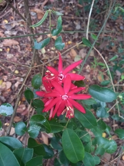 Passiflora glandulosa