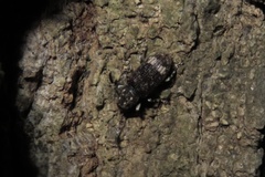Eucorynus crassicornis